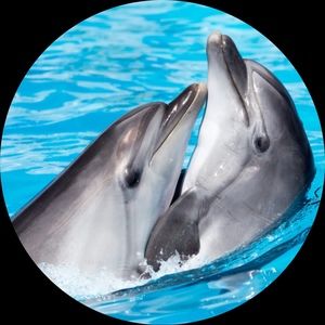 Meet your Posher, Lily 🐬